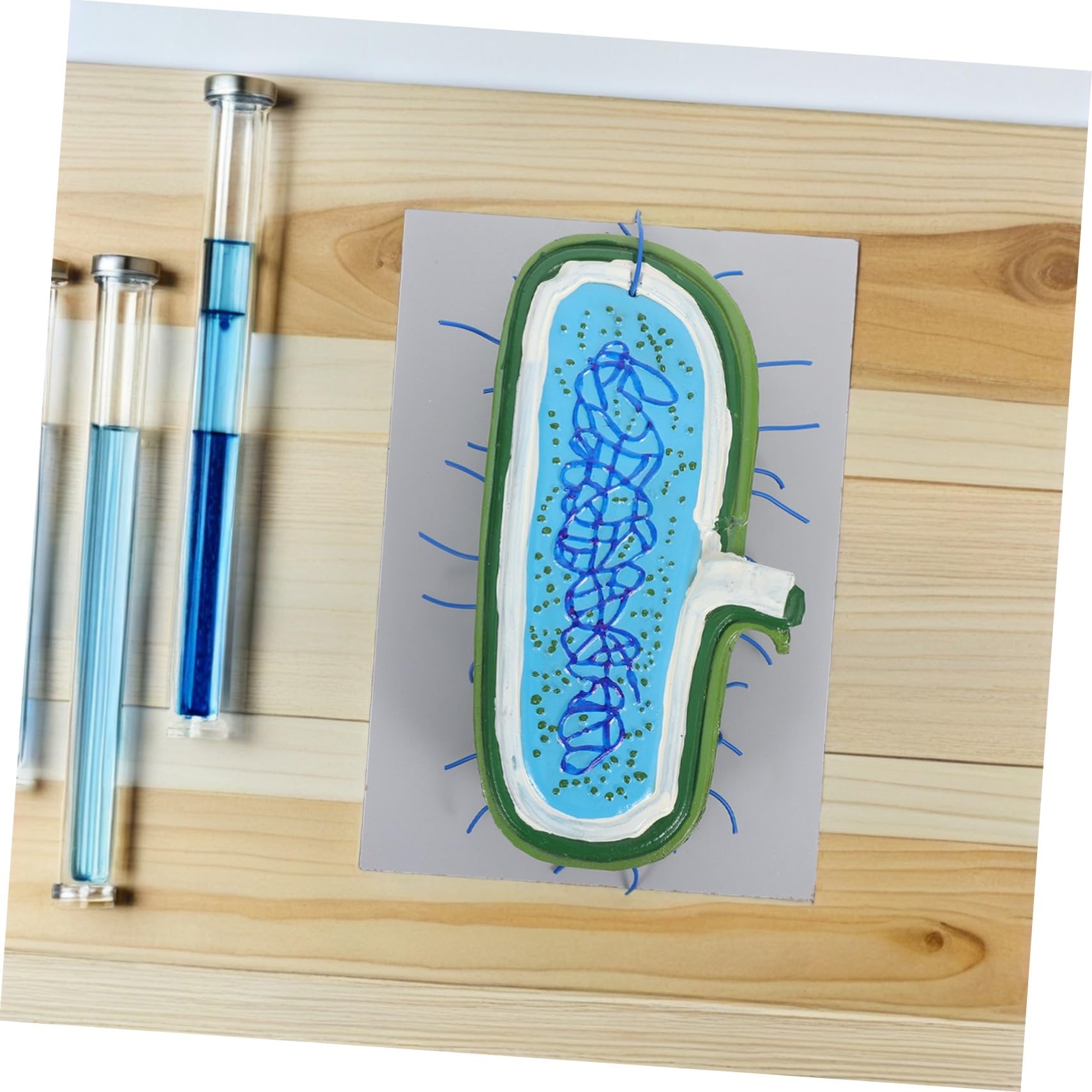 Vergrößertes Tierzellenmodell mit Zellkern Detailliertes Biologisches Demonstrationsmodell Robustes Lehrmittel für Wissenschaftsunterricht und Schüler Anschauliches Bildungs
