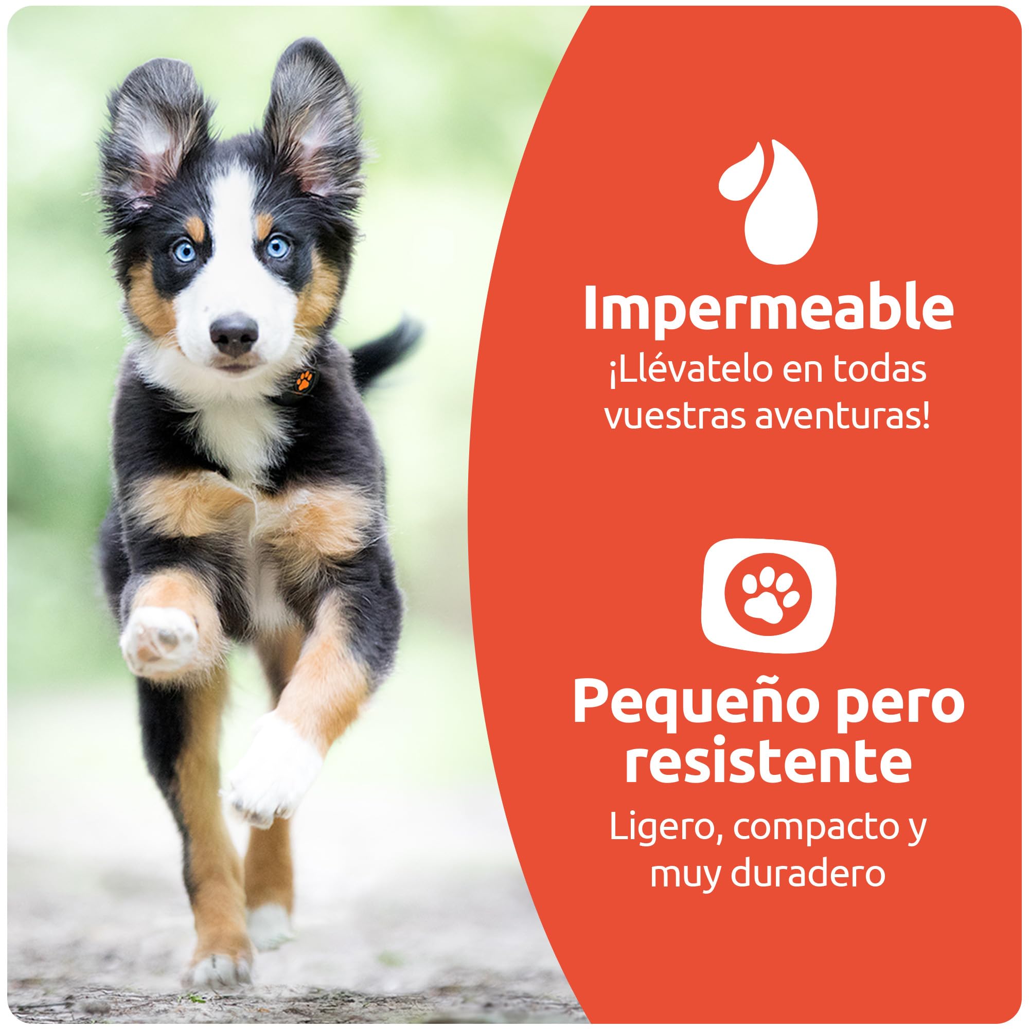 PitPat Rastreador de Actividad y Ejercicio para Perros (Sin GPS) - Inteligente, 100% Impermeable - Adecuado para Todos los Perros