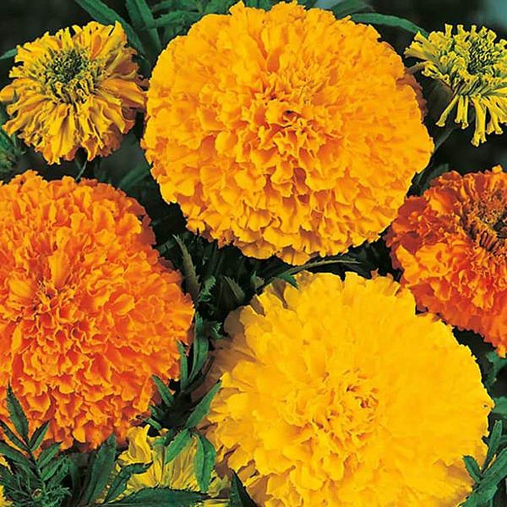PLANTOGALLERY Marigold Hazara F1 Hybrid Seeds (B09B2M96VS) Amazon Price History, Amazon Price Tracker