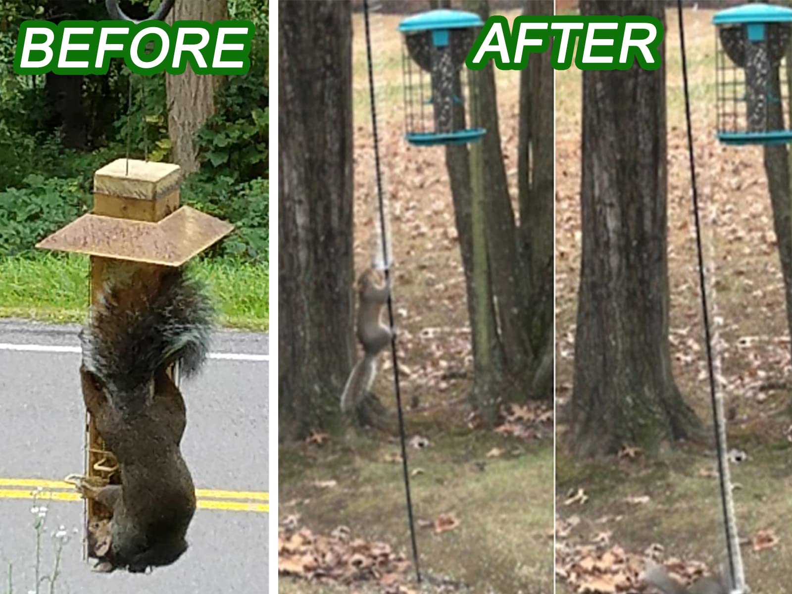 Raccoon Squirrel Proof Bird Feeders How To Make A Unique Squirrel