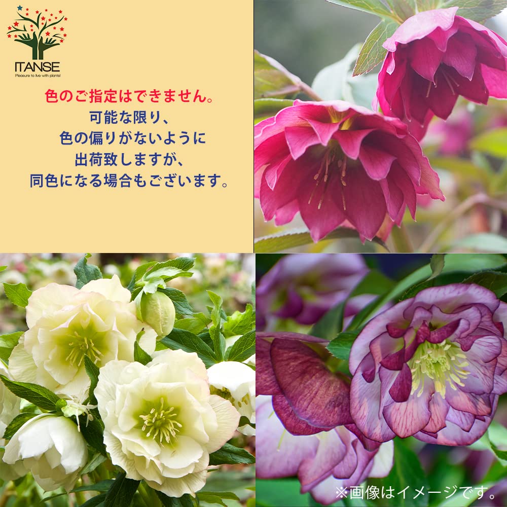 Amazon.co.jp: クリスマスローズ 