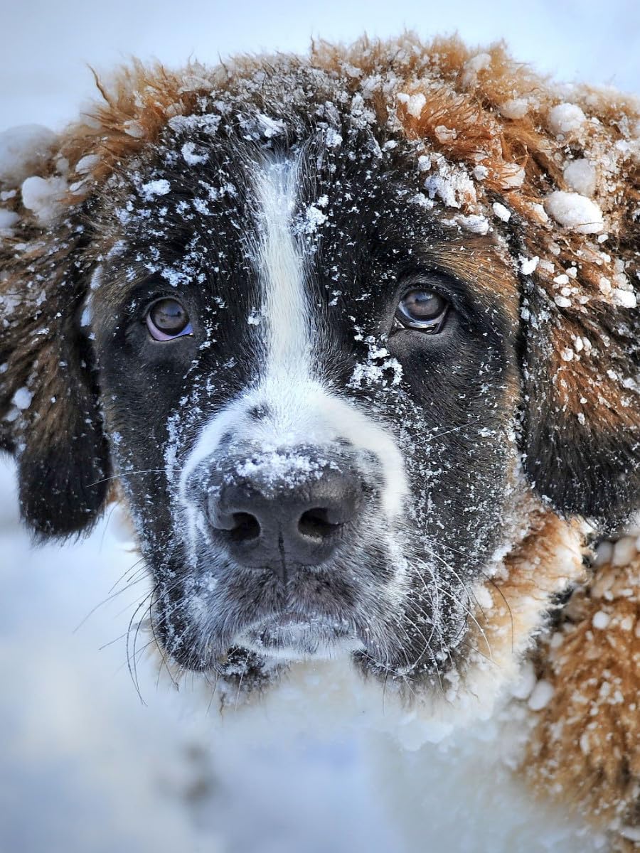 CALVENDO Puzzle Saint Bernard 1000 Pieces 48 x 64 cm from Peter Roder