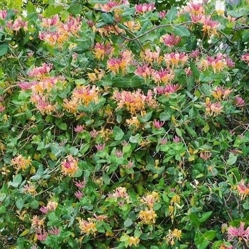 Gold Flame Climbing Honeysuckle Vine, Lonicera Honeysuckle Plants Live for Planting, Honeysuckle Goldflame Live Plant, Fragrant Honeysuckle, 2.5\" Pot, No CT, FL, NY, NH, KY, in, VT, WI, MA, GA, IA - Thumbnail 6