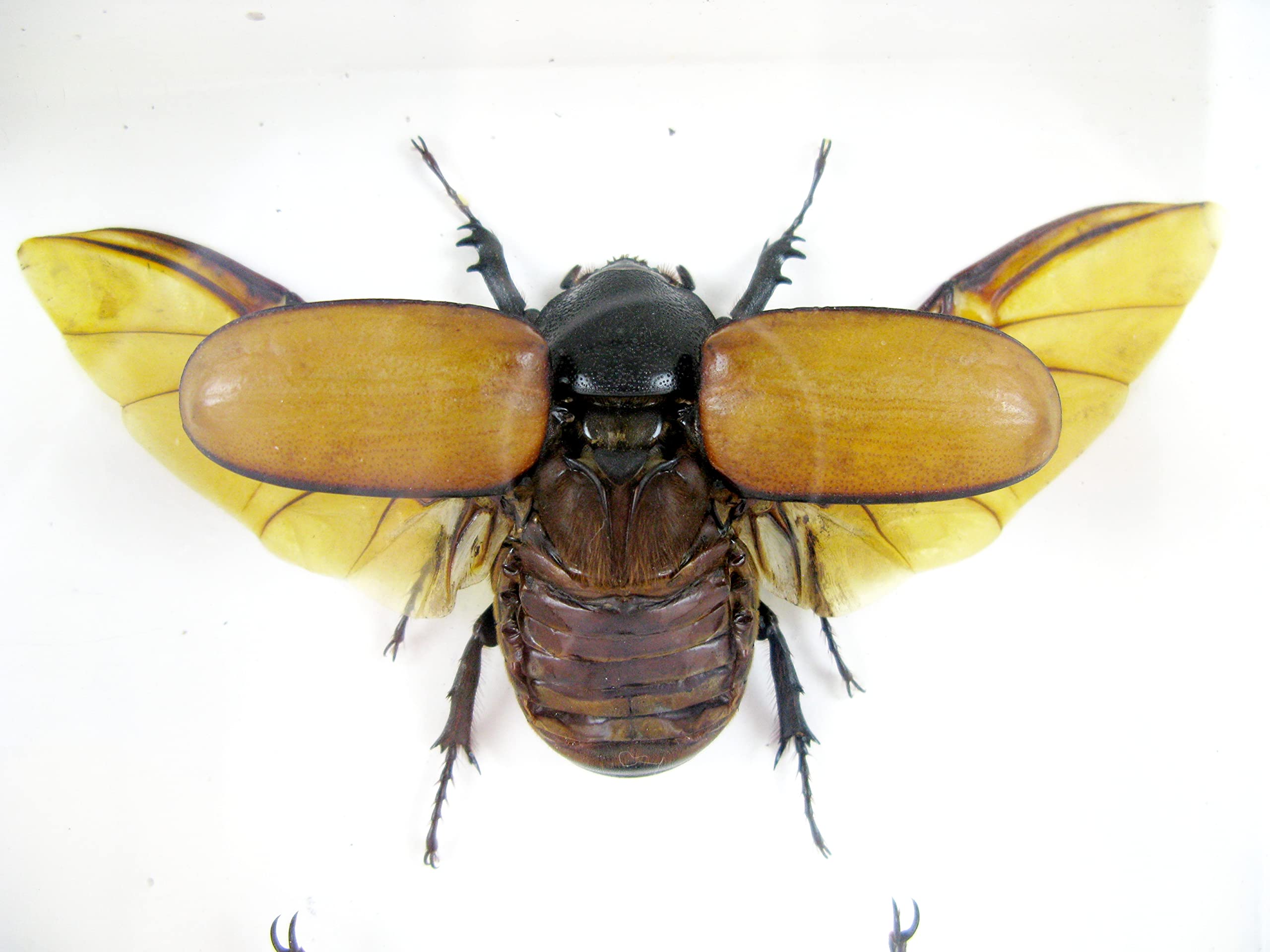 Véritables insectes magnifiques dans une vitrine 3D – Tableau mural encadré – Taxidermie – Entomologie – (2 x Eupatorus gracilicornis M&F ouverts en haut)