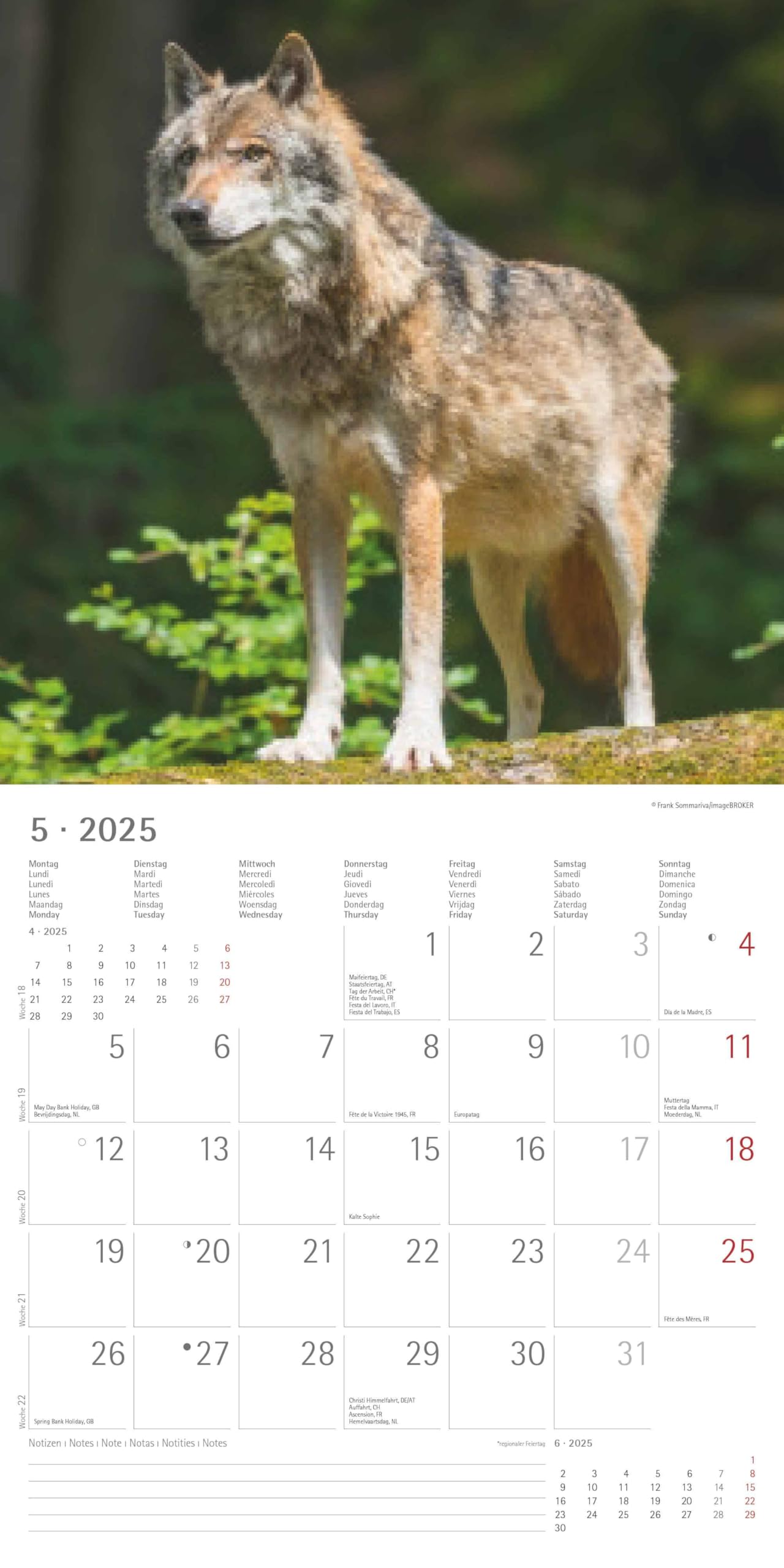 Wölfe 2025 - Broschürenkalender 30x30 cm (30x60 geöffnet) - Kalender mit Platz für Notizen - Wolves - Bildkalender - Wandplaner - Alpha Edition