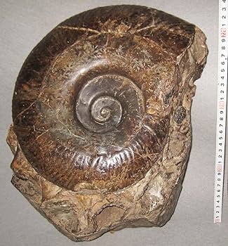 北海道アンモナイト化石の 「福箱」 Amazon | 日本の化石 北海道夕張市大夕張のアンモナイトプゾシア