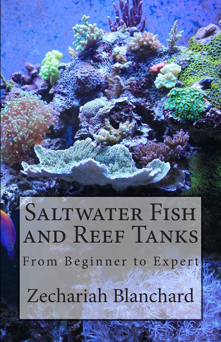 Reef Tank for Beginners: Starter Guide and Essential Equipment