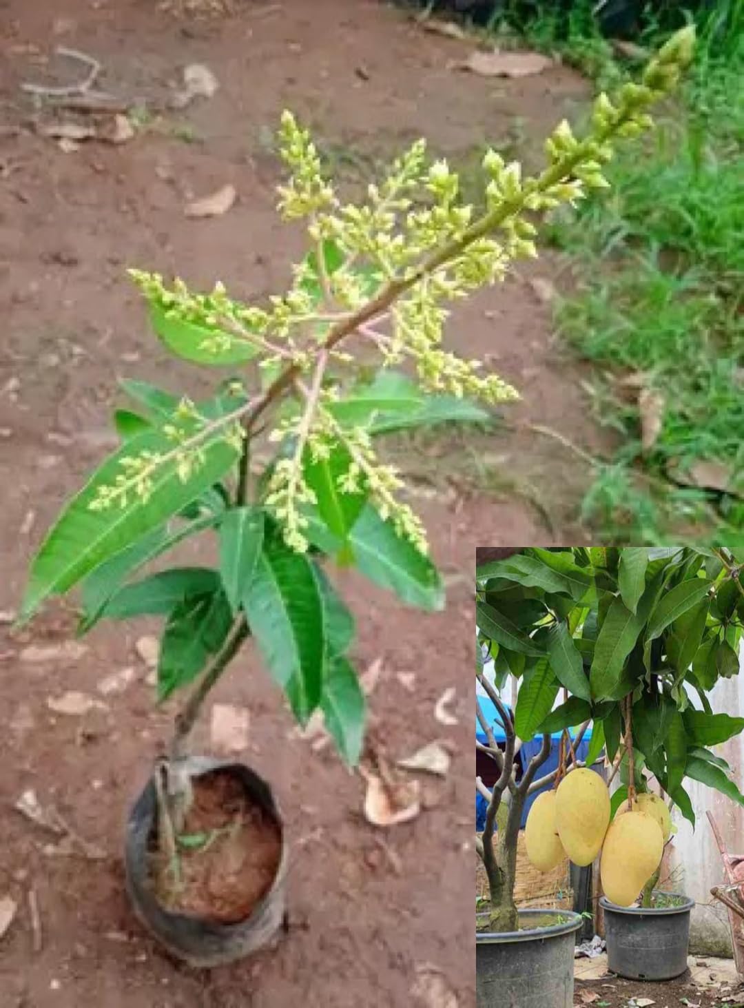 All Year Fruiting/Baramasi Grafted Katimon set of Thai Mango Plant High Yield Variety Upto 2 feet Height Combo of 2