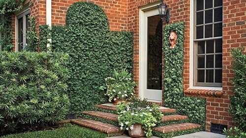 Miniatura 2 de Planta de higuera rastrera Ficus Pumila Trepadora - 60 plantas vivas completamente enraizadas