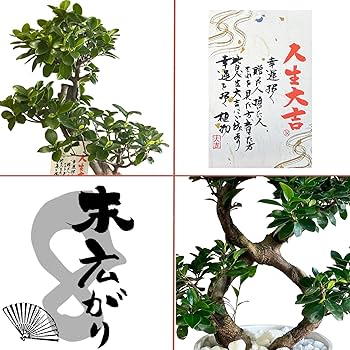 Amazon｜花のギフト社 ガジュマル 8の字 大型 大きい 観葉植物