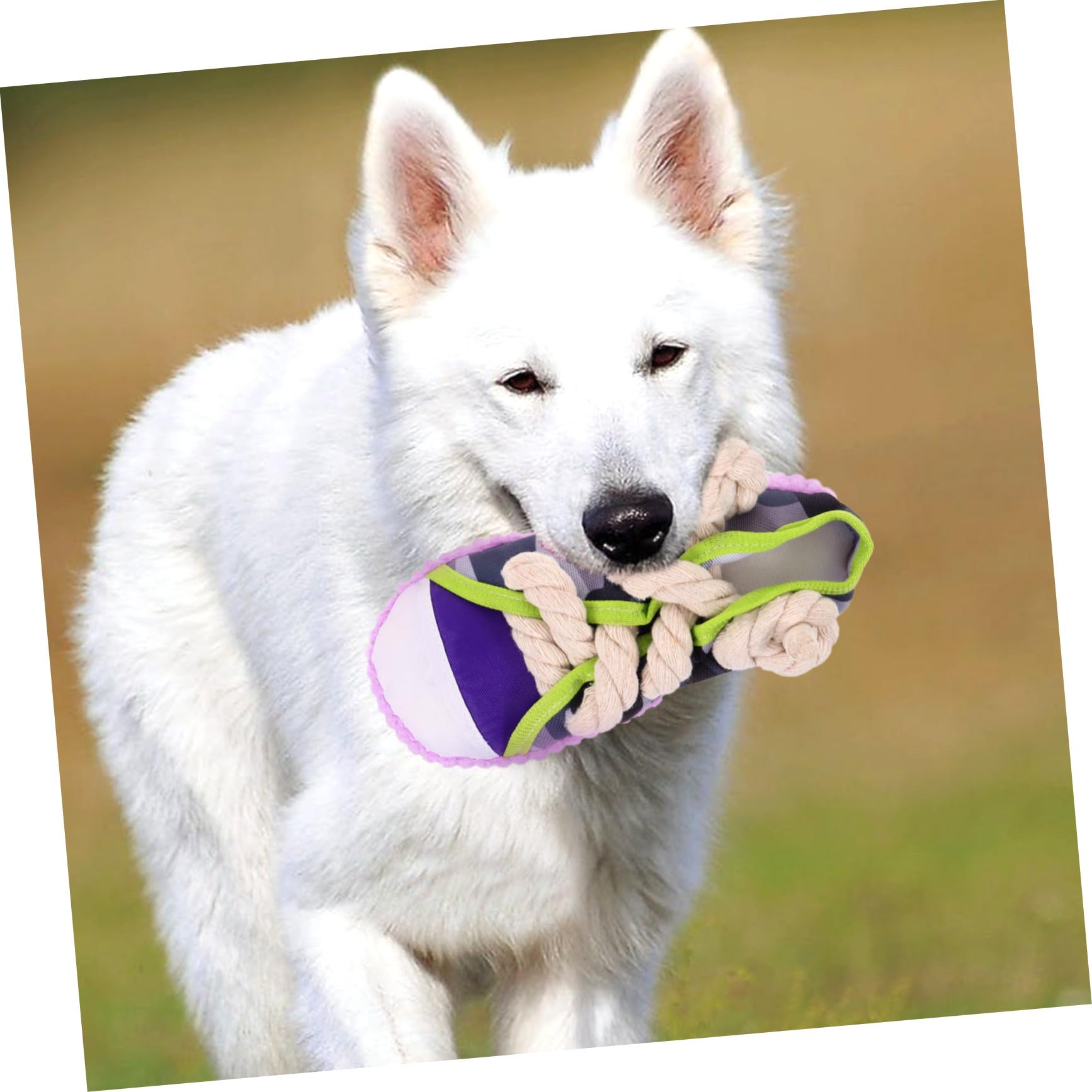 iplusmile Juguete para Perros Molar Forma de Zapatilla con Chirriador Resistente y Ligero para Cachorros y Perros Pequeños Interactivo y Práctico para Morder y Corregir Hábitos