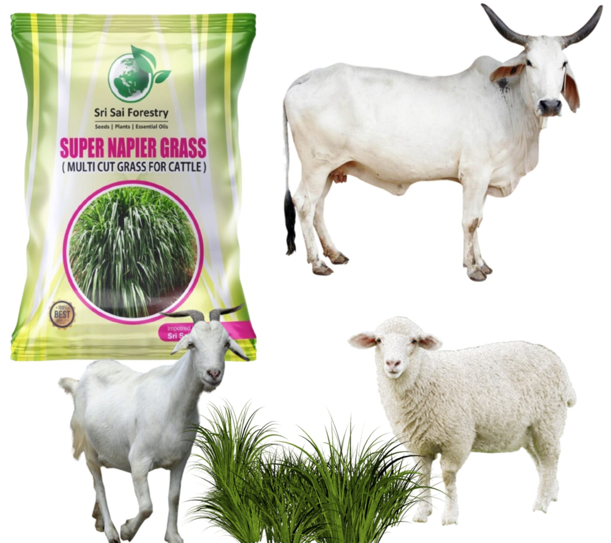 SRI SAI FORESTRY Super Napier Grass Seeds for Cow - 1KG (B0CD5WW57L) Amazon Price History, Amazon Price Tracker