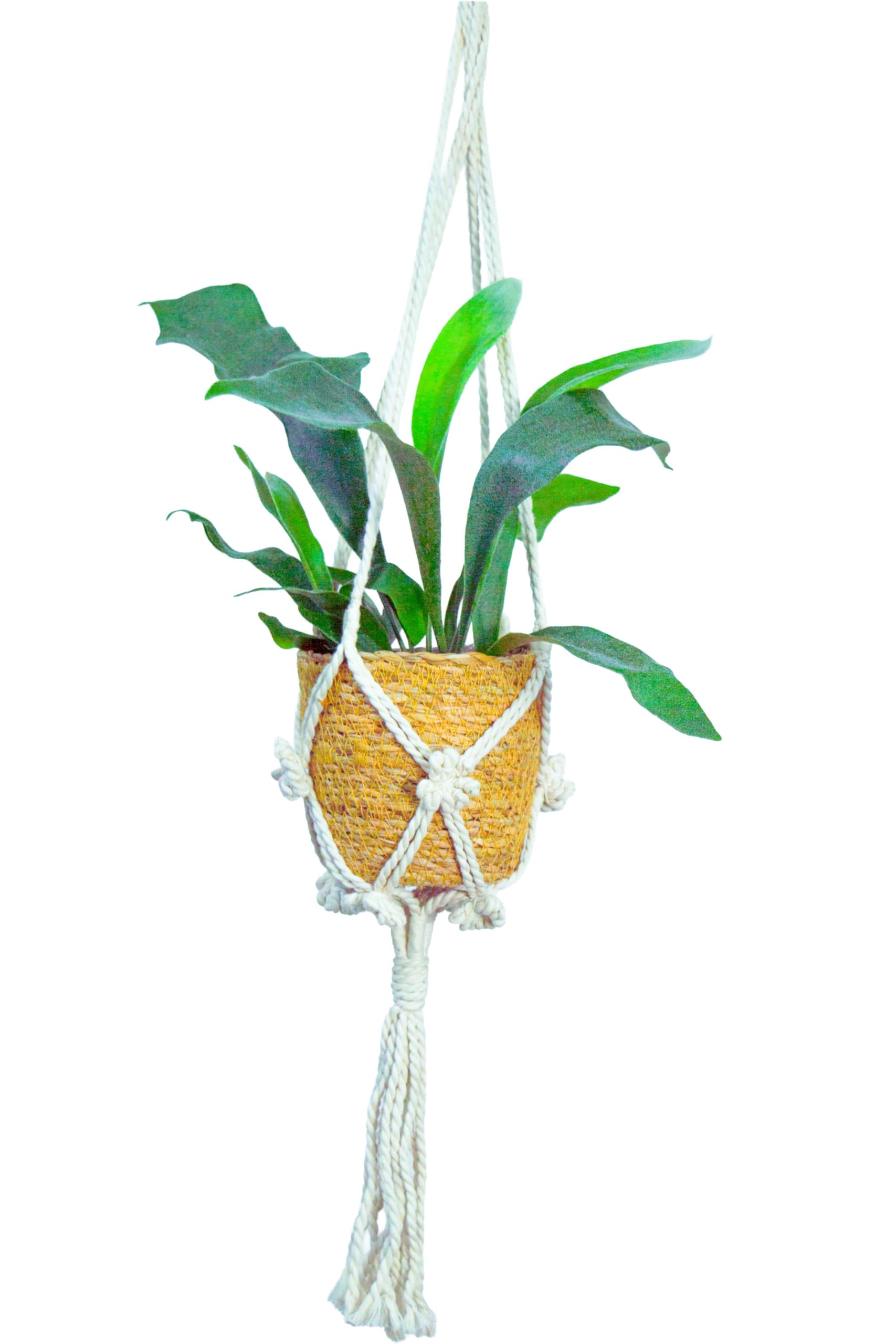 コウモリラン※ビカクシダ(吊るし) Amazon｜[ miipas ] ビカクシダ コウモリラン 吊り下げ 観葉植物 吊り