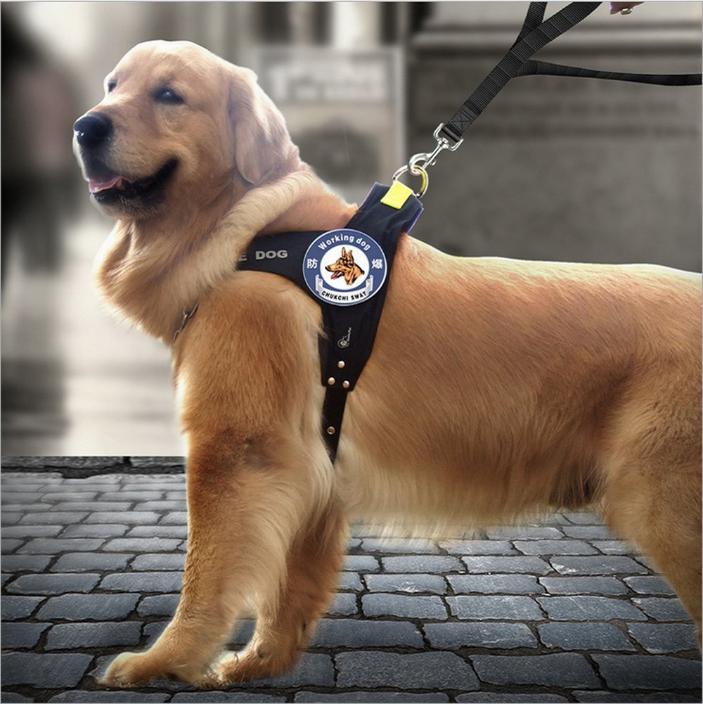 Amazon | 中型犬 大型犬 用 首輪&リード セット おしゃれ ペット用品