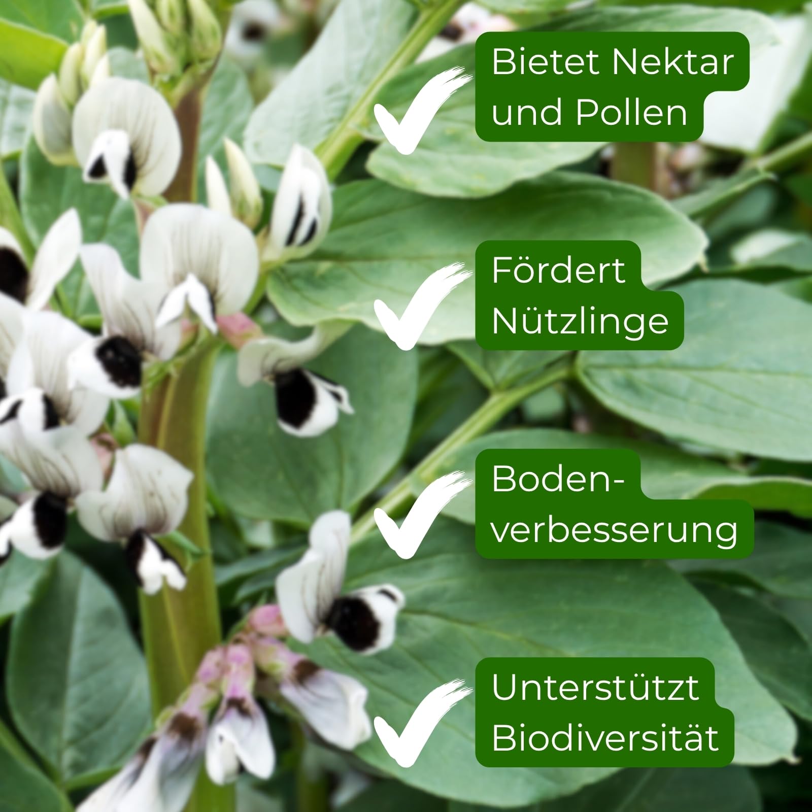 aufbewahrung für saatgut Feggies Samen-Aufbewahrungsbox PRO main image 0