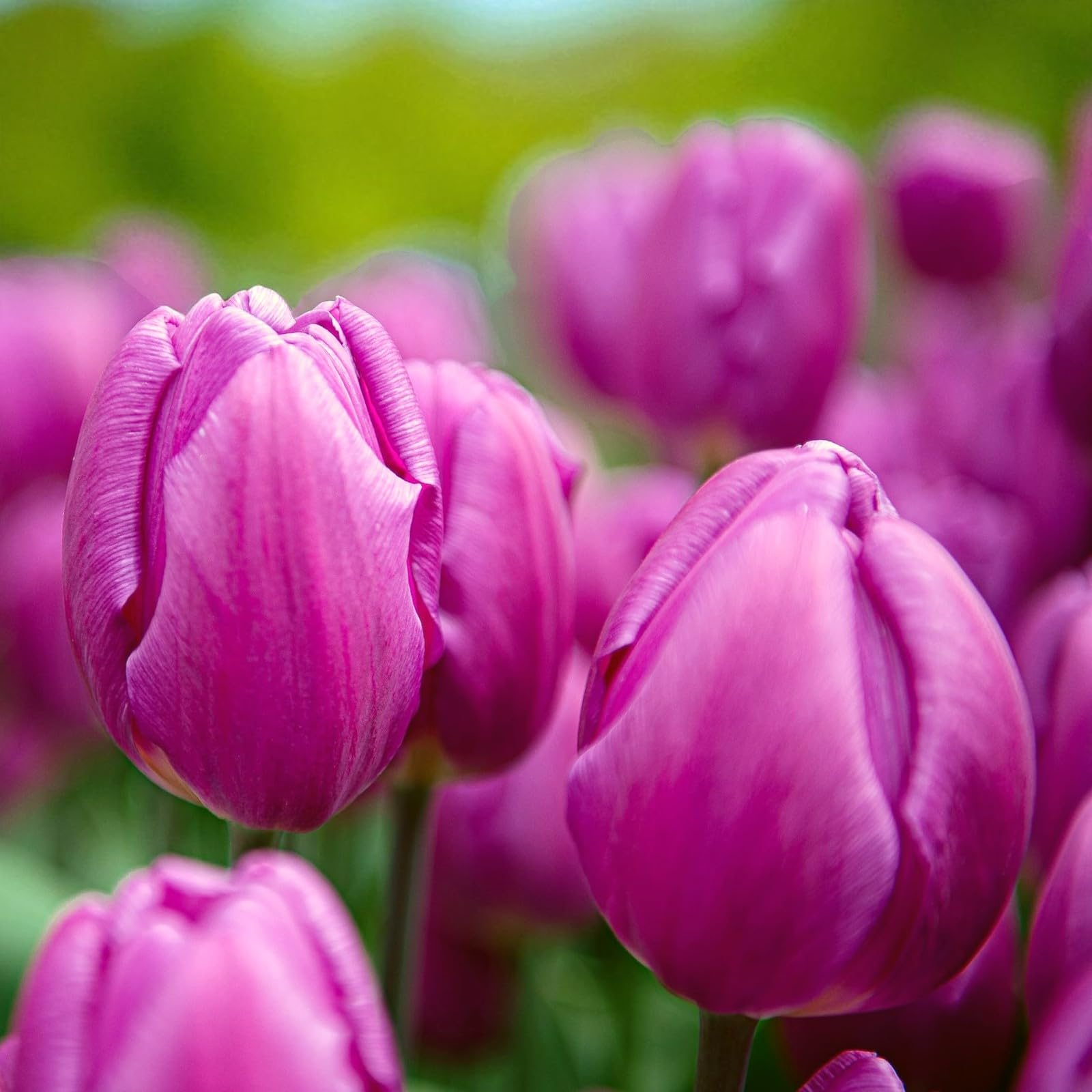 Carbeth Plants 10 x Tulip Purple Flag Spring Bulbs โ image 1