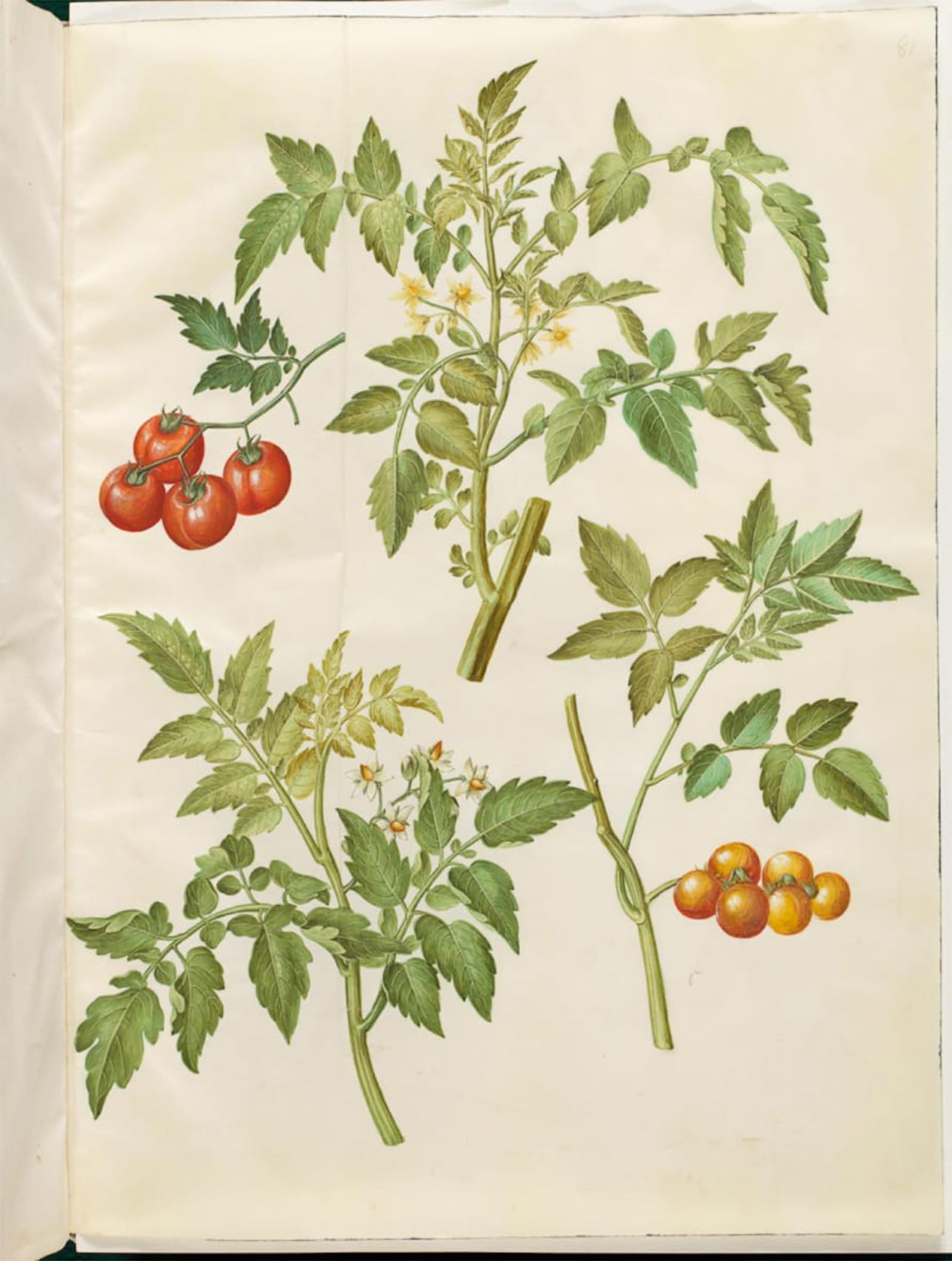 ARTXLXXBN Famous Painting Canvas Artwork Graffiti Print Solanum Lycopersicum by Hans Simon Holtzbecker Portrait Canvas Image for Home Decor 60x90cm