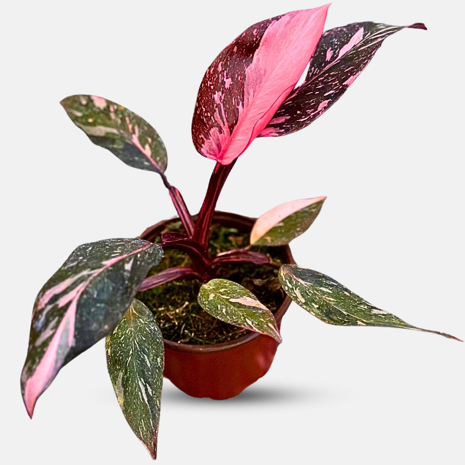 NY City Succulents Pink Princess Philodendron