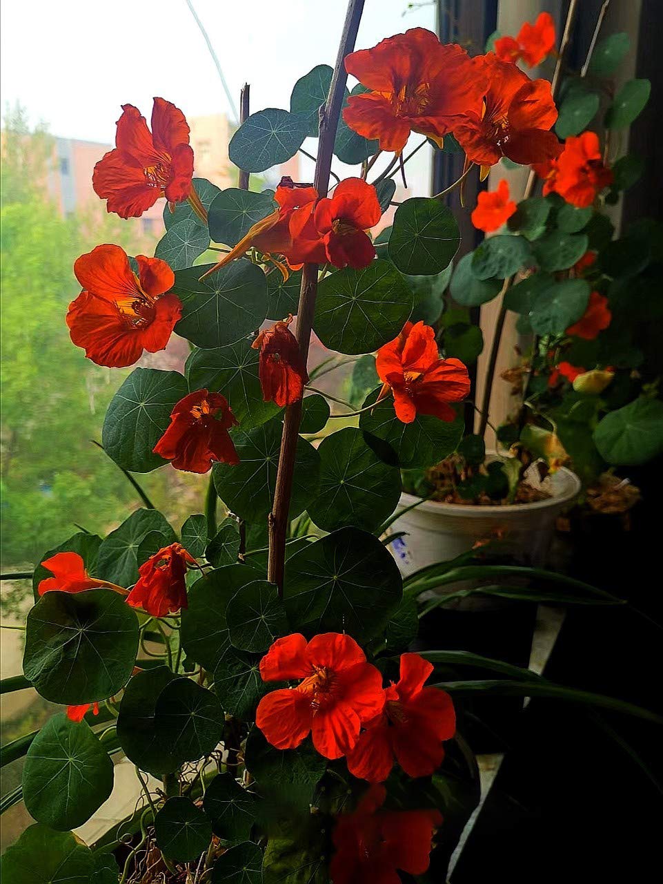 Semi Di Nasturzio Premium - 360 Semi Per Giardino Fiorito - Fiori Colorati E Facili Da Coltivare - Foto 11