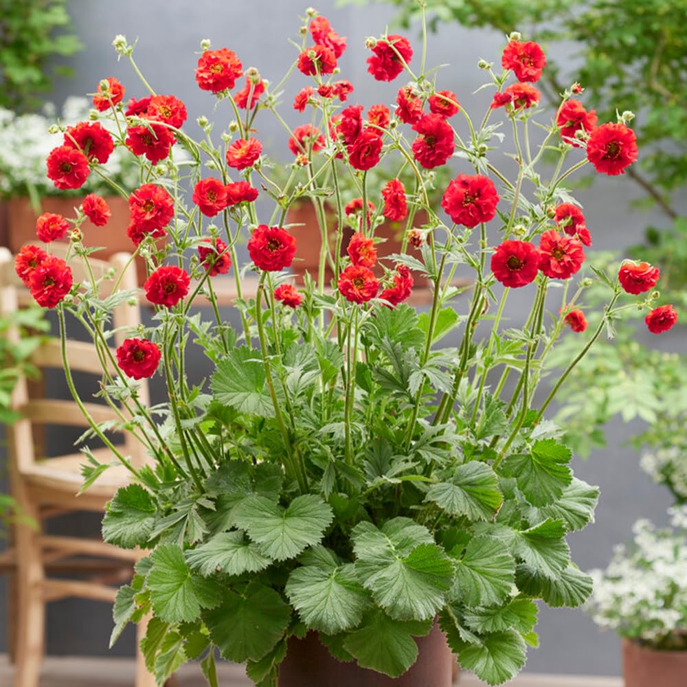 YouGarden Geum 'Firestarter', 3 x Established Plant in 9cm Pot, Award Winning, Pollinator Plant, Red Flowering Perennial, Lightly Scented Flowers
