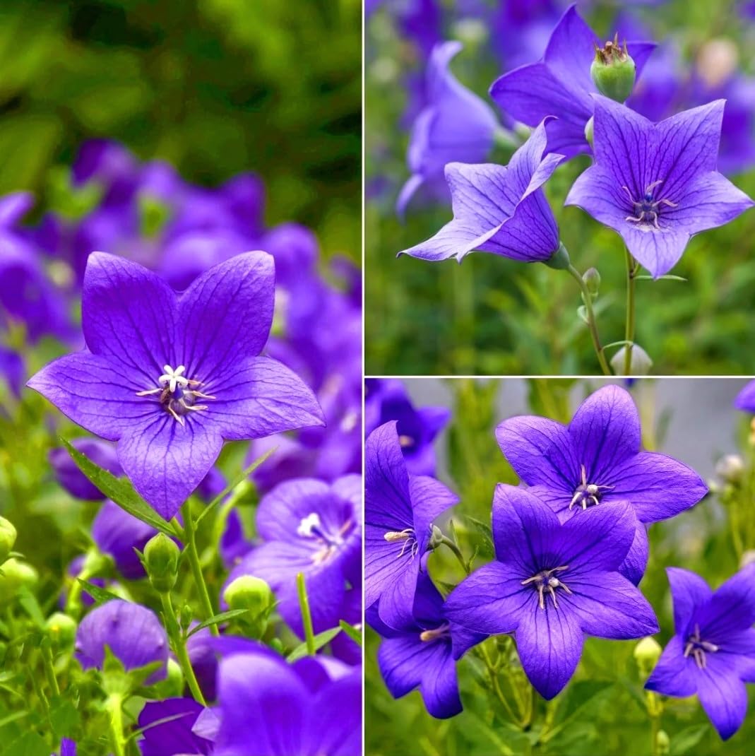 Amazon.com : Balloon Flower Platycodon grandiflorus Bonsai Seeds