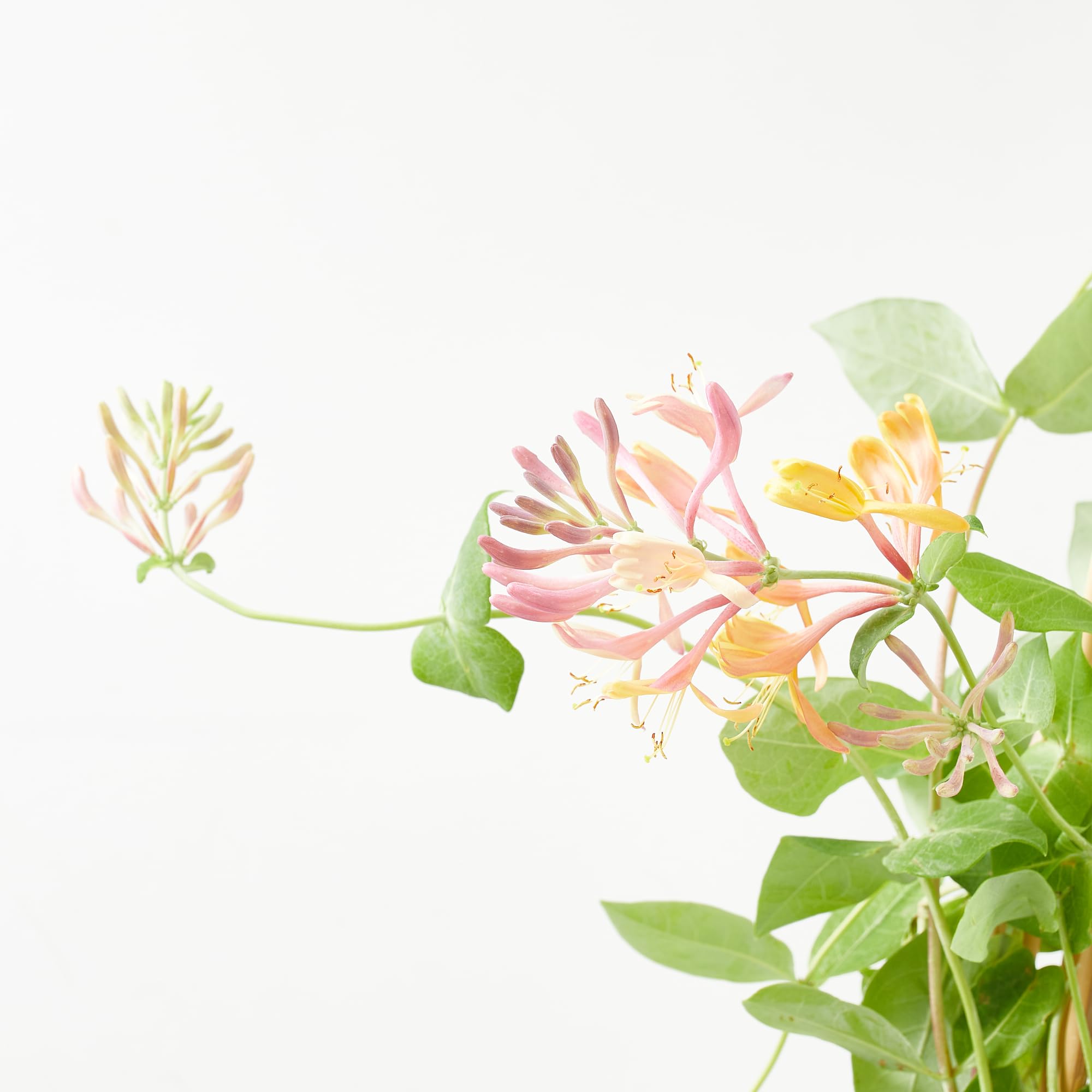 Verdecora Madreselva en maceta de 3L | Lonicera japonica | Trepadora Natural de Rápido Crecimiento | Ideal para Jardines, Muros y Cercas