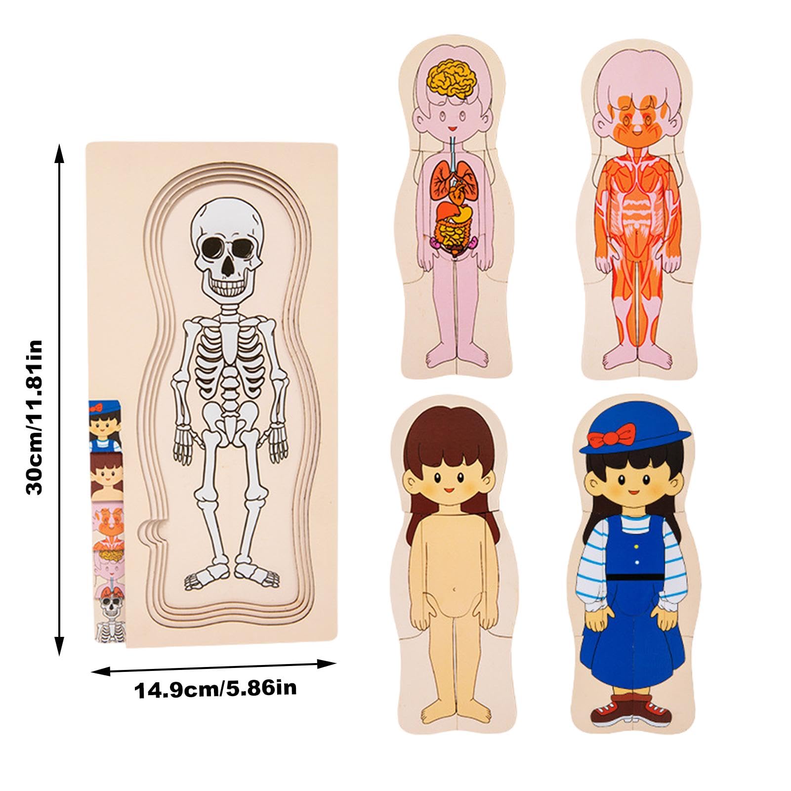 Amazon.co.jp: 人体木製パズル、子供向け人体パズル | 学習解剖学