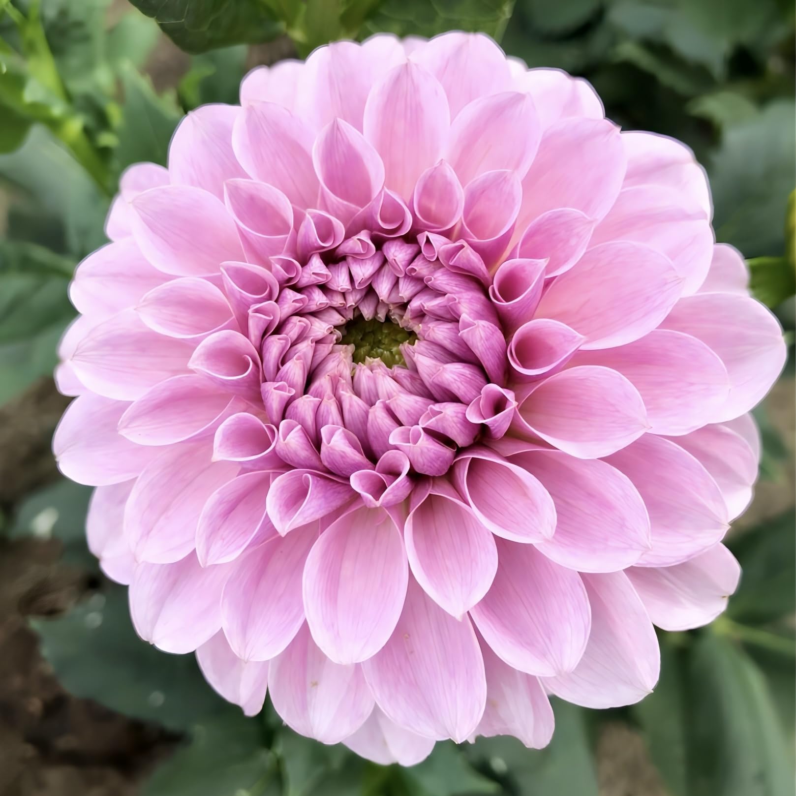 Amazon.co.jp: ダリア 球根 4品種 お楽しみセット ポートライト 祝杯