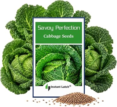 250 Savoy Perfection Cabbage Seeds Fresh Heirloom Cabbage Seed | NON GMO, Heirloom Seeds, Instant Latch Fresh Vegetable Garden Seed