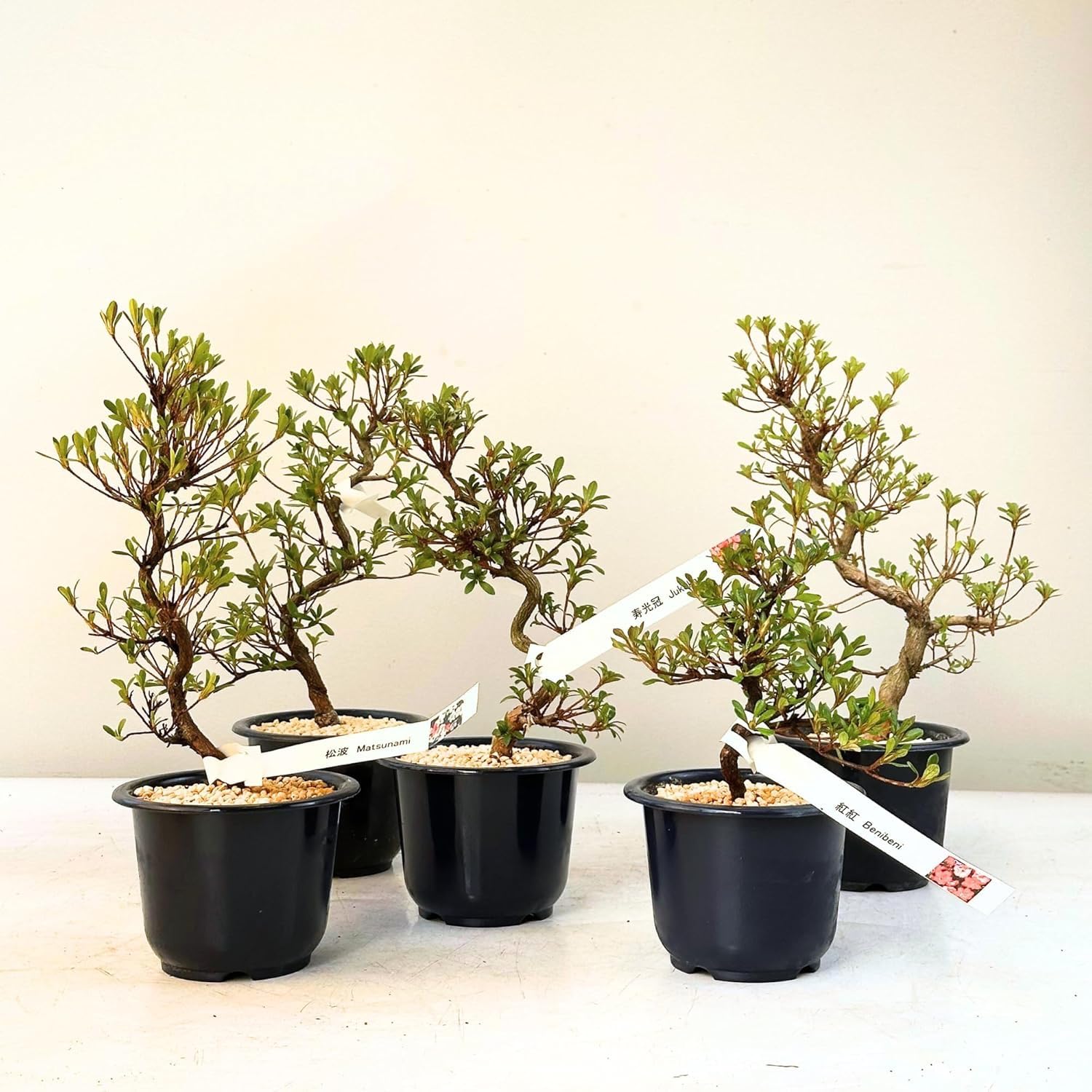 Satsuki Azalee Bonsai  1x Japanischer Outdoor Bonsai Baum  Perfekter  Anfnger- Winterhart  12 cm Topf  Pflegeleichter Bltenbonsai  Blht in  Wunderschnen Farben (Benibeni) : Amazon.de: Garten