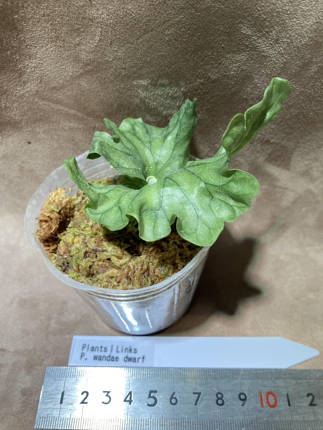 ビカクシダ ワンダエ【P. wandae 】 Amazon｜【Plants Links】ビカクシダ ワンダエ ドワーフ wandae