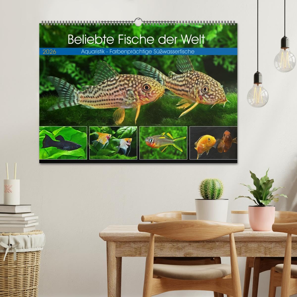 Beliebte Fische der Welt (Wandkalender 2026 DIN A2 quer), CALVENDO Monatskalender: Aquaristik - Farbenprächtige Süßwasserfische