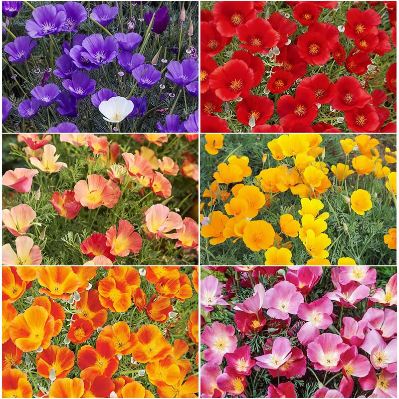 900+ Mix California Poppy Flower Seeds to Plant in Garden Fragrant