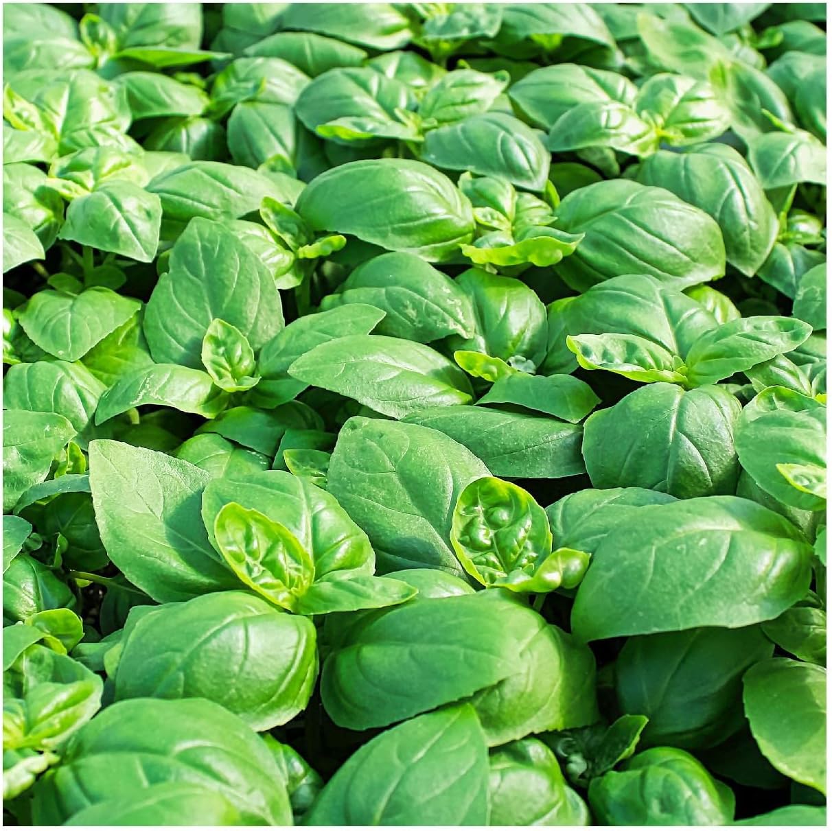 Everwilde Farms - 1 Lb Sweet Basil Herb Seeds - Gold Vault