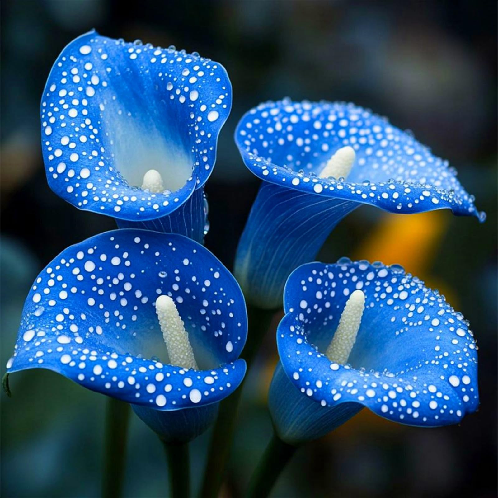 Calla Lily Plants for Sale,Calla Lily Plants and Bulbs, Ideal for Cut Flowers and Wedding Decor.-8bulbs-G