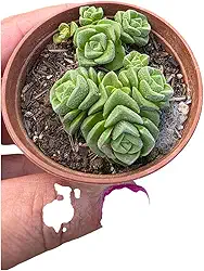 Crassula Dorothy, Planta Suculenta, Natural