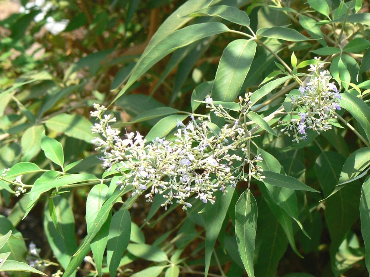 See full amazon price history chart for Kushwaha Herbs And Plant Nirgundi Plant Vitex negundo Begunia Live Plant ( Without Box) Kushwaha Herbs And Plant Nirgundi Plant Vitex negundo Begunia Live Plant ( Without Box) (B09V12NZ2G) Amazon Price History, Amazon Price Tracker