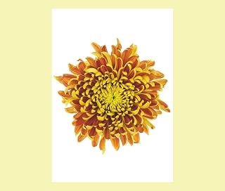 Flowerlets - Notelets – Thank you Cards - Pack of 5 with Envelopes - Chrysanthemum Flower - Blank Inside - Sold exclusively by AM Fine Art GB
