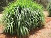 50 Napier Grass Seeds, Elephant Grass Seeds, Pennisetum Purpureum Seeds