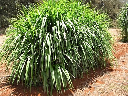 50 Napier Grass Seeds, Elephant Grass Pennisetum Purpureum