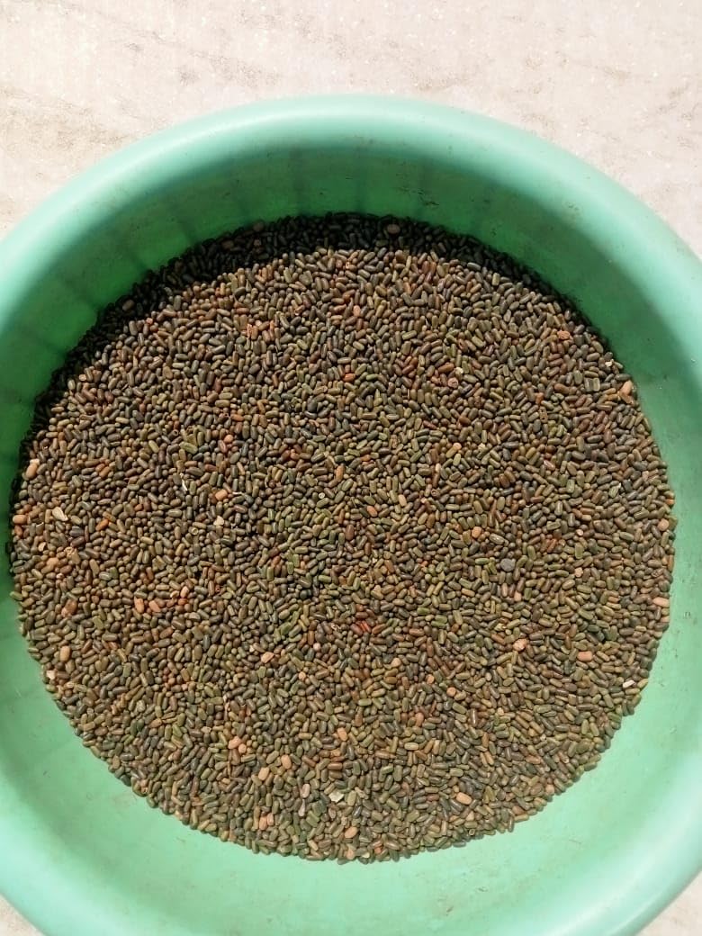 Madhav Pragya Agro Dhaincha Seeds 1kg / Prikly Sesban/Sesbania Bispinosa/ Malaimurungai Seeds (B0DC6JD448) Amazon Price History, Amazon Price Tracker