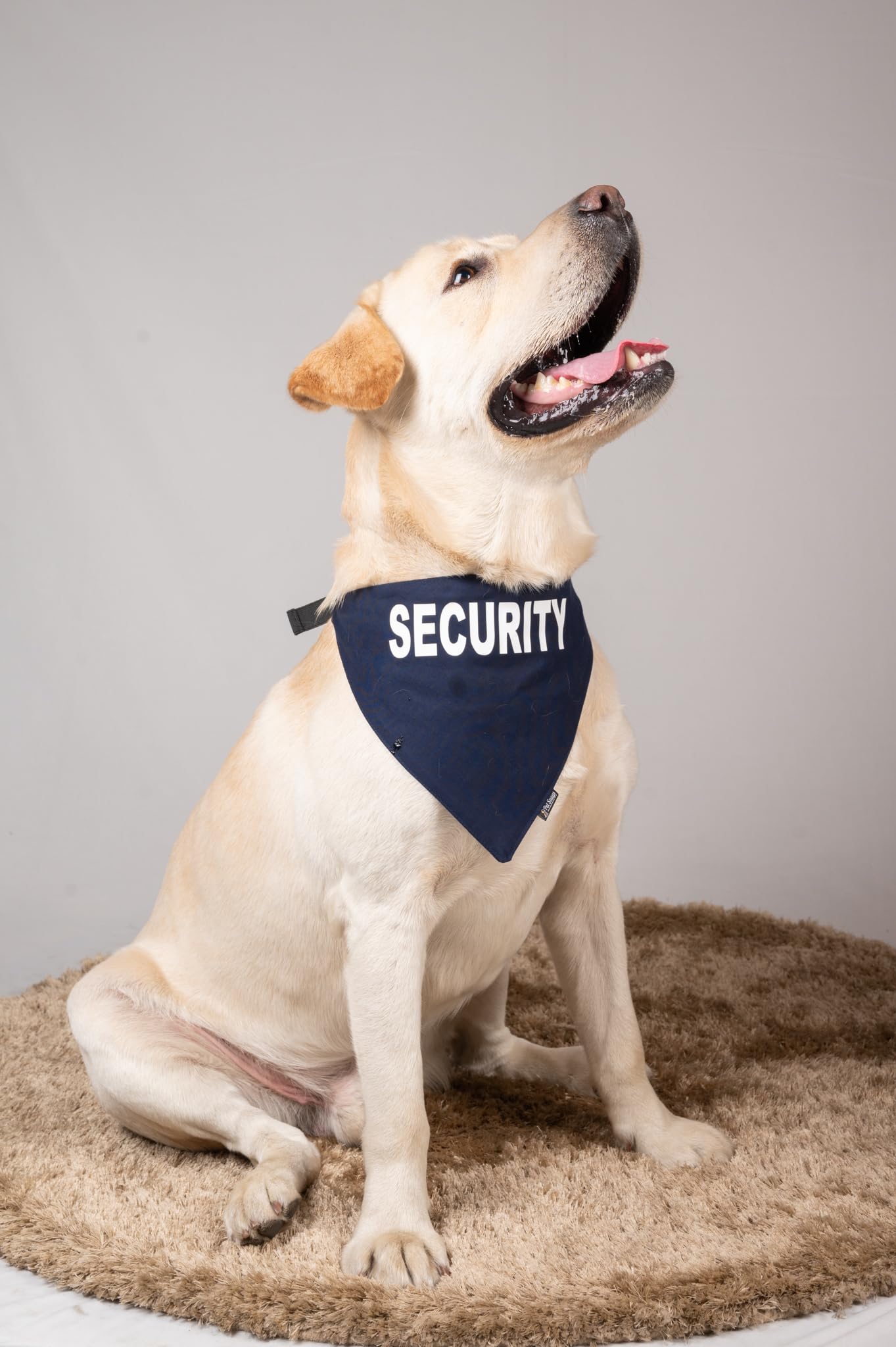 Petsnugs Security Bandana- Navy Blue (S) (B0C49MVPJS) Amazon Price History, Amazon Price Tracker