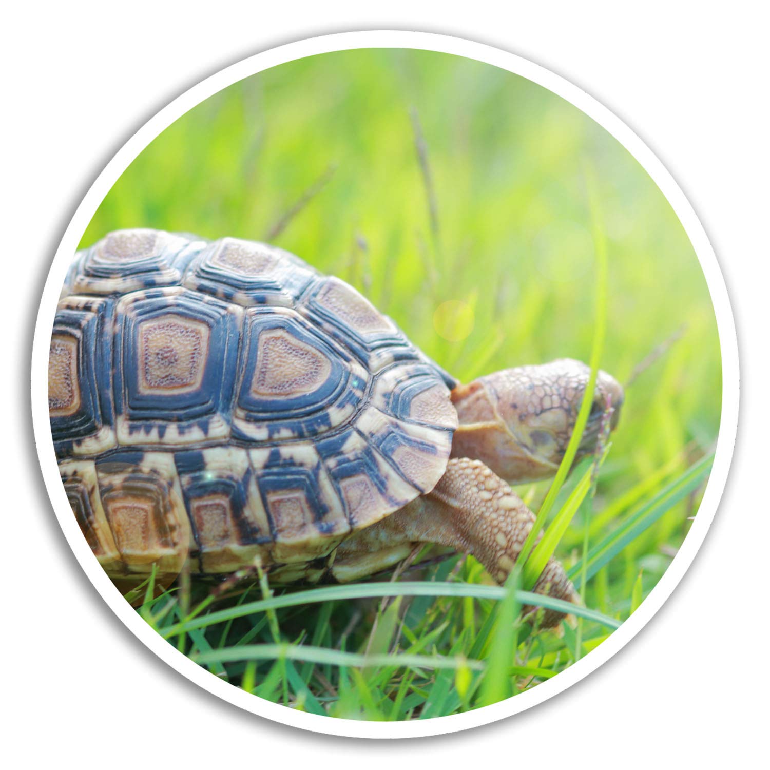 Destinationvinyl Multicolor 2 X 10Cm Cute Tortoise Vinyl Stickers - Pet Turtle Sticker Laptop Luggage #8290 (10Cm Wide)
