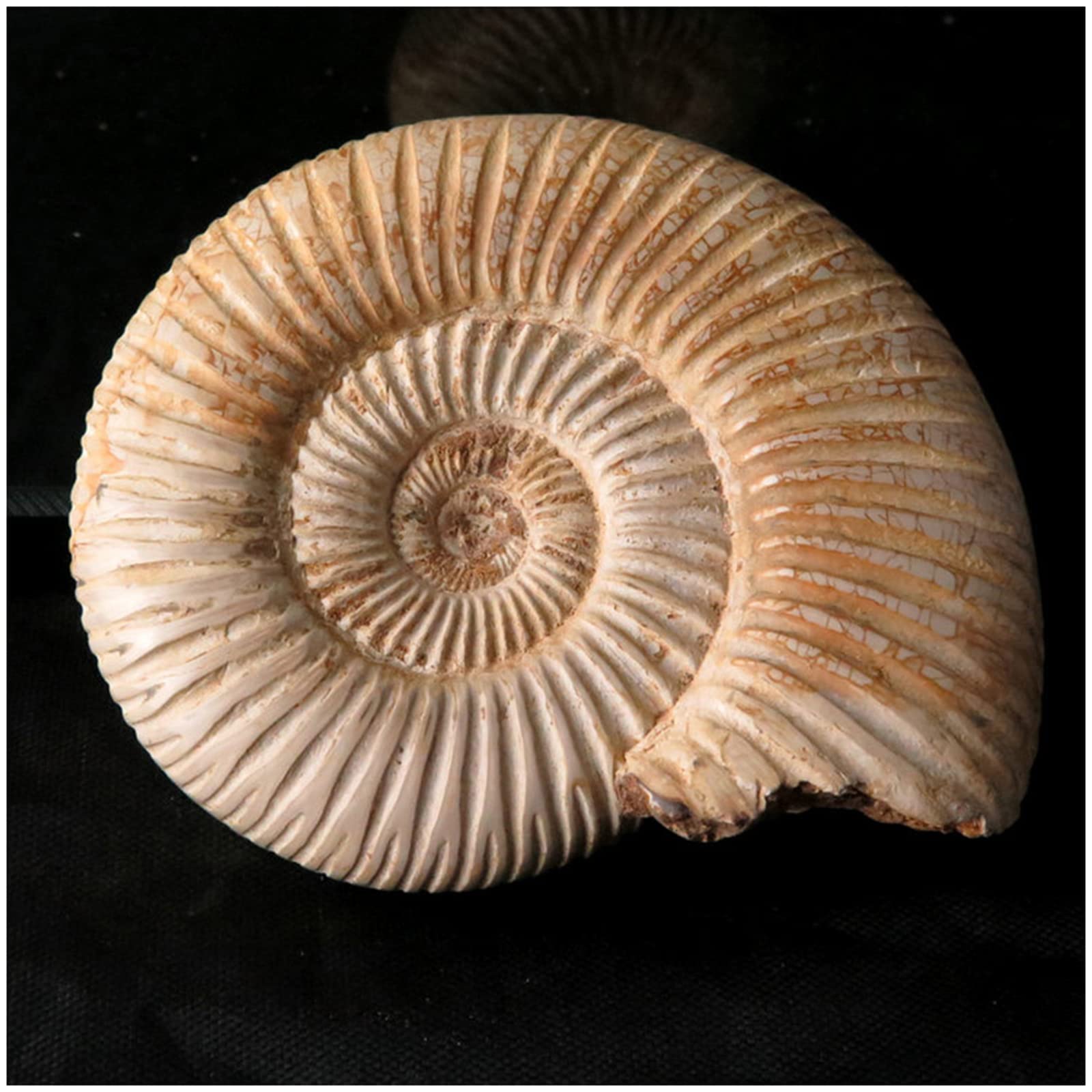 Fossili di ammonite - Esemplare naturale di fossili di paleontologia - Spirale di ammonite ?Artigianato Atural per collezioni fossili e scopi educativi (con base)