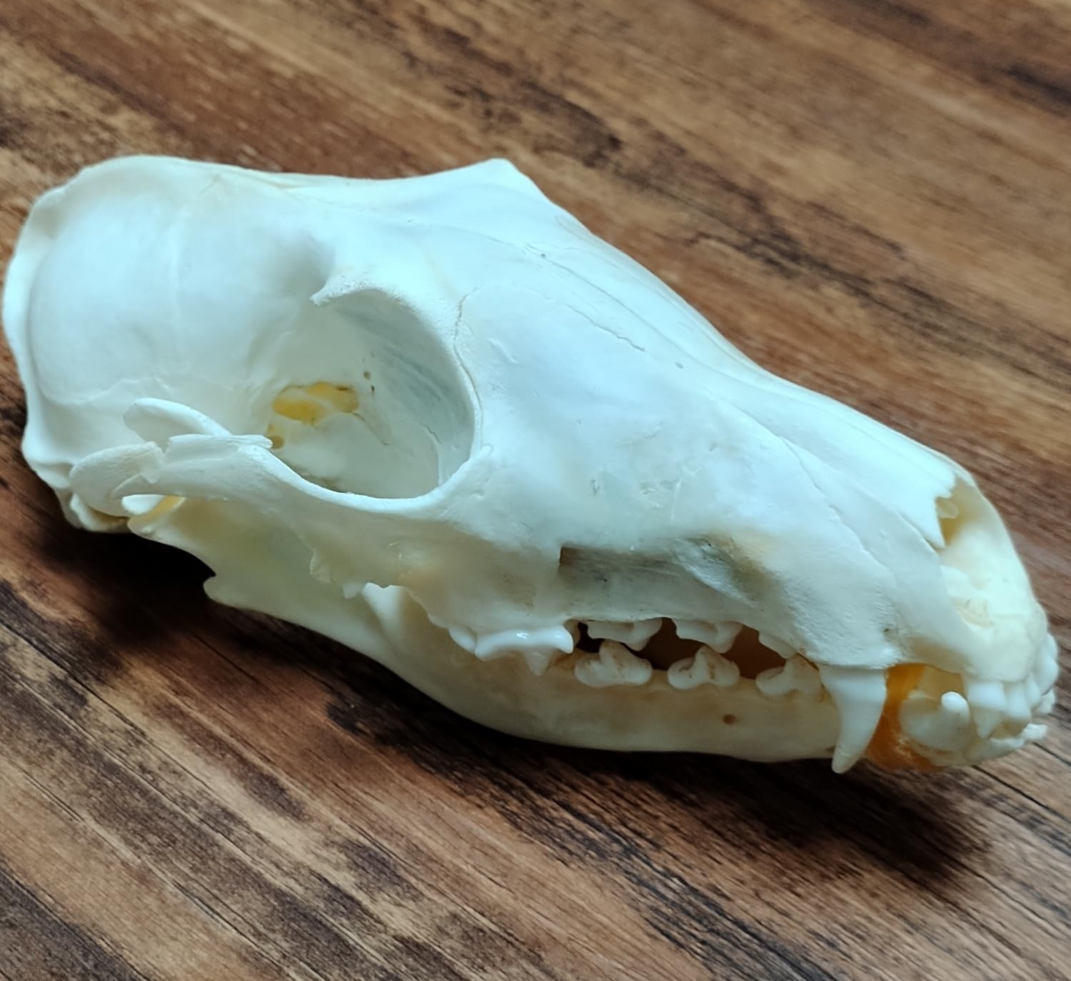 Lacmopyle Real Animal Skulls, Natural Animal Taxidermy Bone, Animal Specimens for Collectibles Home Decoration (Fox Skull (5.1 Inches))