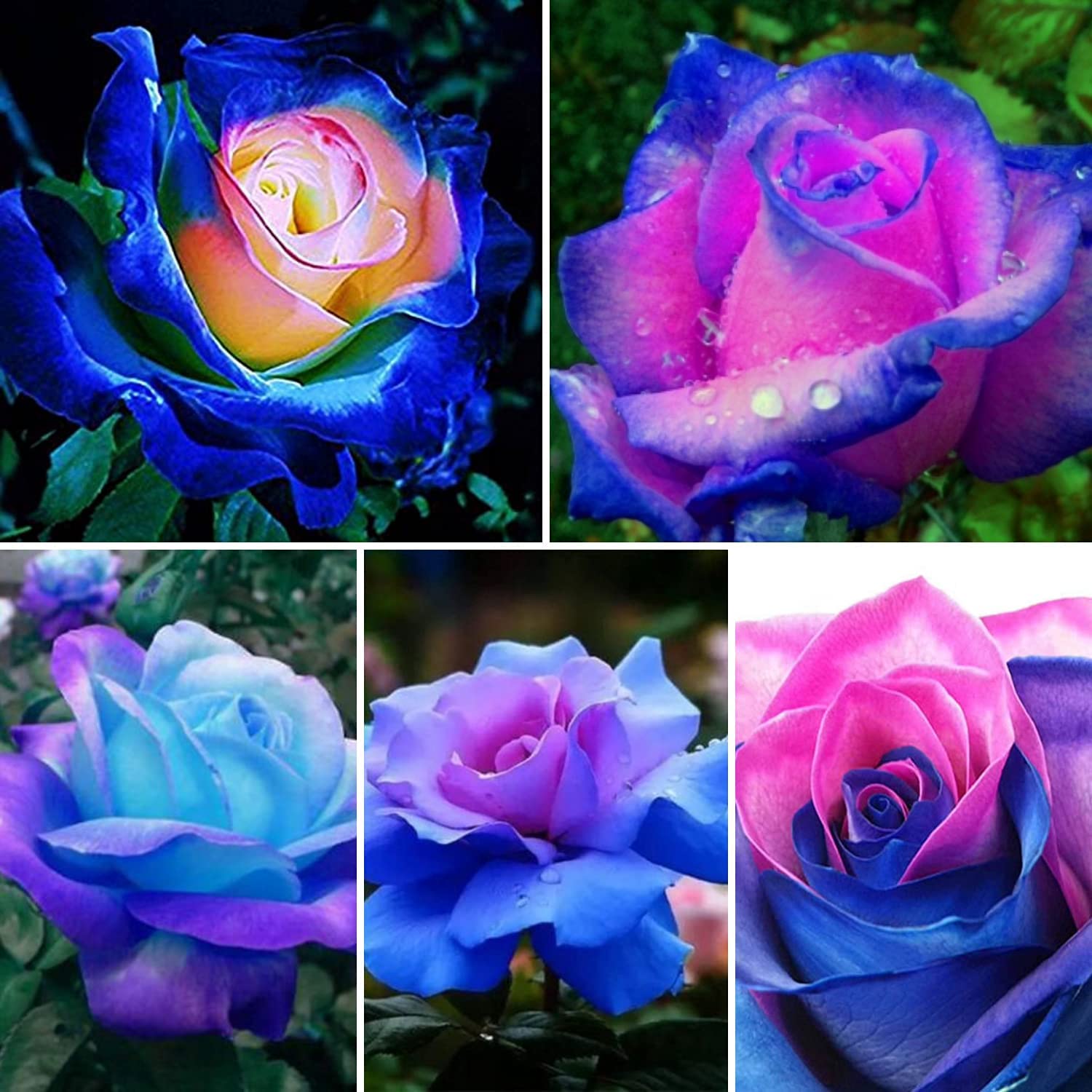 Blue Pink Rose Flower Seeds for Planting, Non-GMO Heirloom Seeds - 30 Seeds Eco Pack