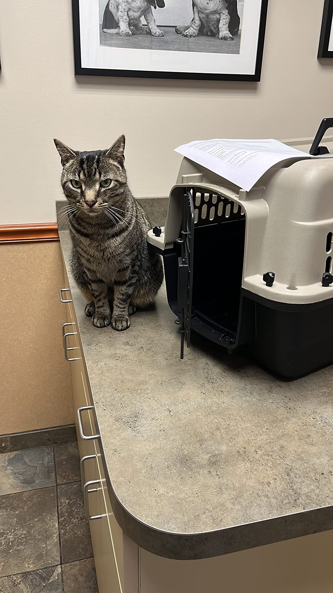 Fresh Step Clumping Cat Litter, Multi-Cat, Long Lasting Odor Control Kitty Litter with Activated Charcoal, Low Dust Formula, 14 lb photo review