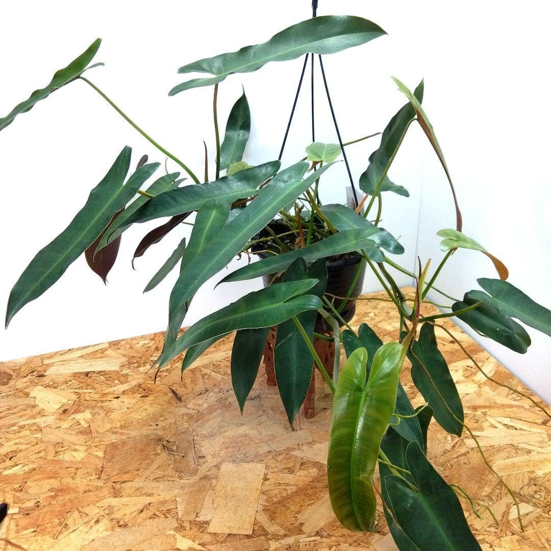 希少種 フィロデンドロン アタバポエンセ ボリューム◎大株 6号吊鉢