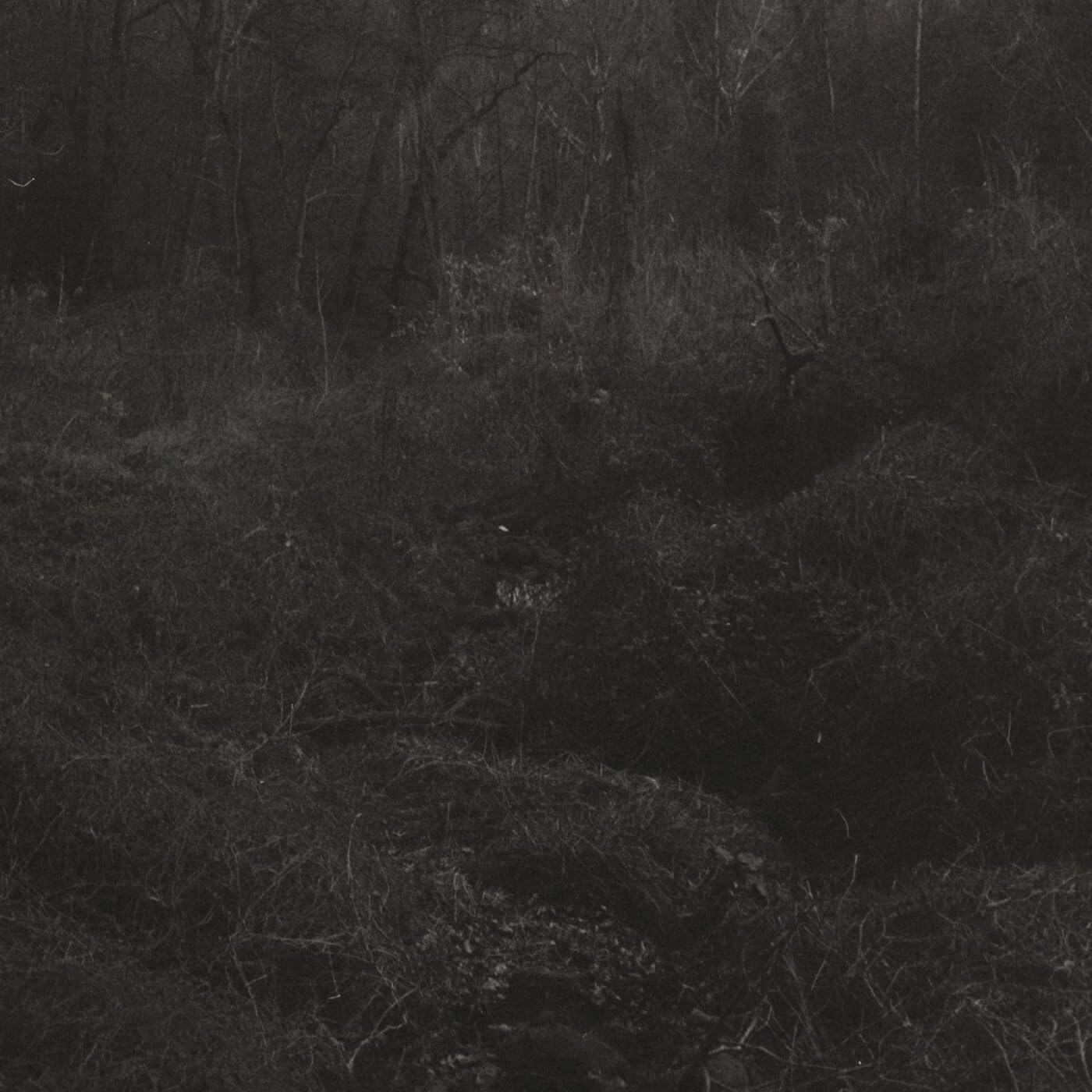 Transient [VINYL]