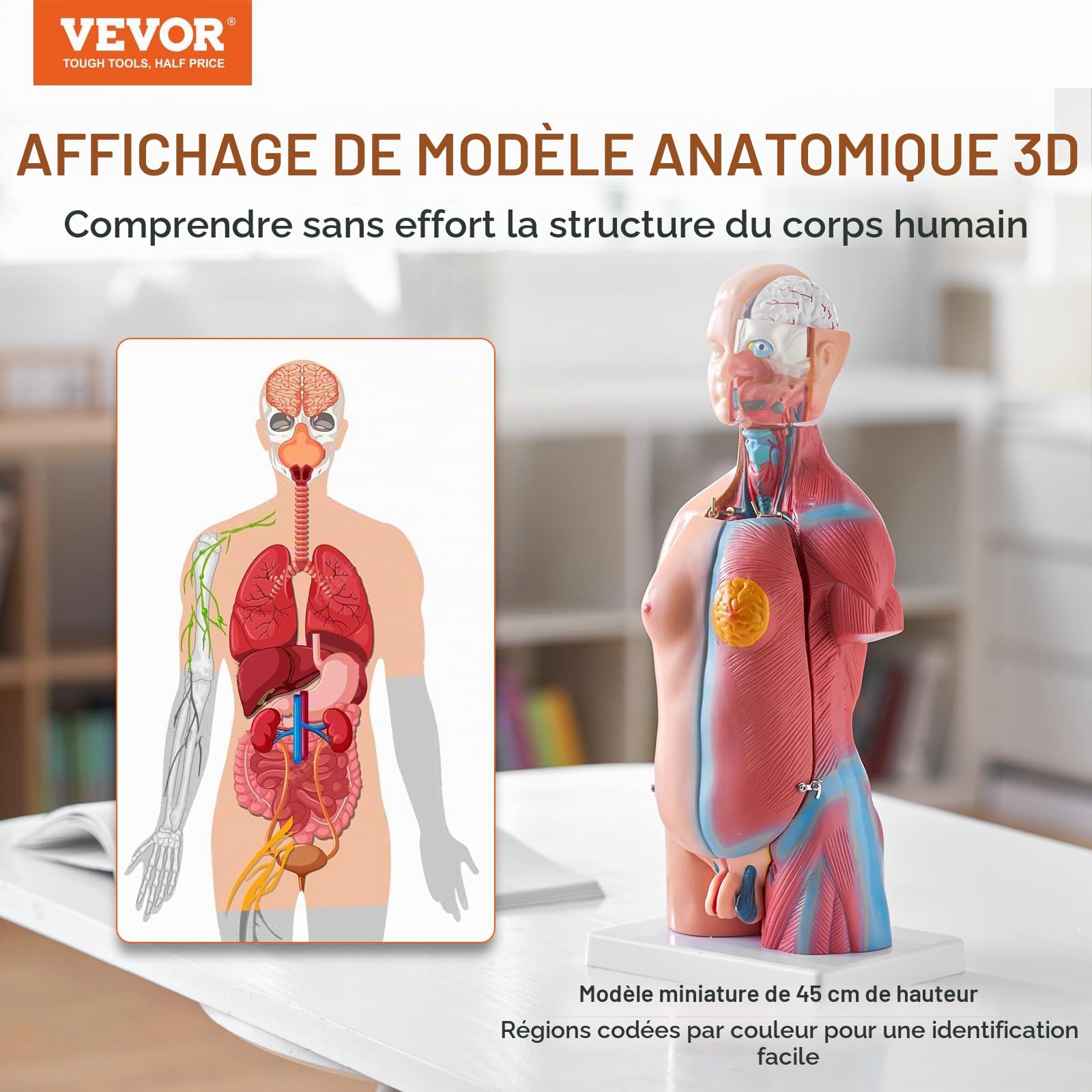 VEVOR Torse Humain Modèle 45 cm Organes Internes Médicaux Modèle Humain de Corps D'Anatomie en PVC pour Comprendre la Structure Physiologique du Corps